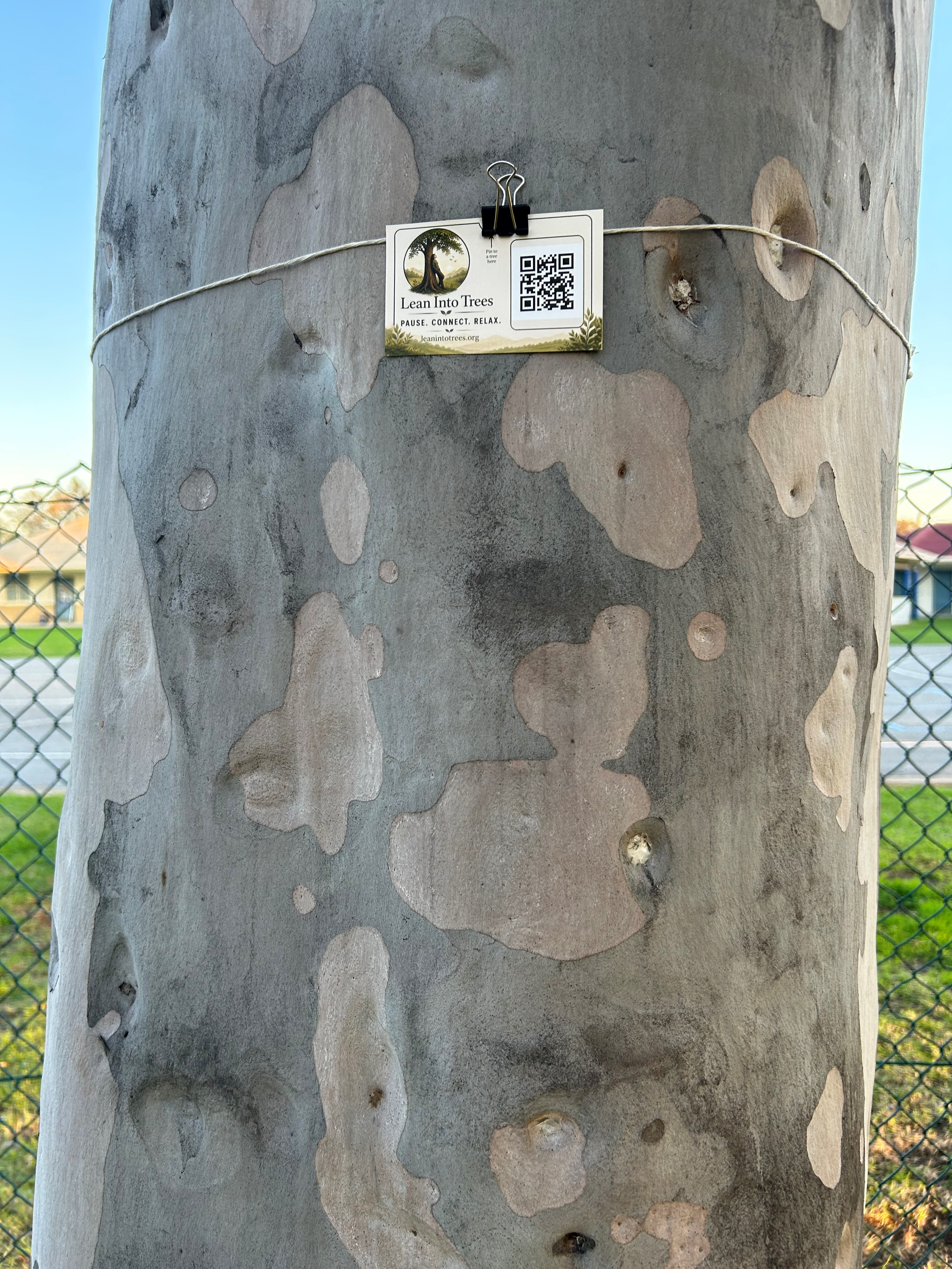 A Lean Into Trees tag attached to a tree trunk in a park